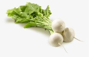 Turnip Small - Turnip