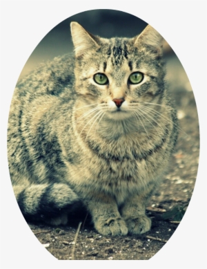 Beautiful Gray Cat With Green Eyes T2 - Rainbow Kitty - Cute Cat Retractable Badge Reel Id