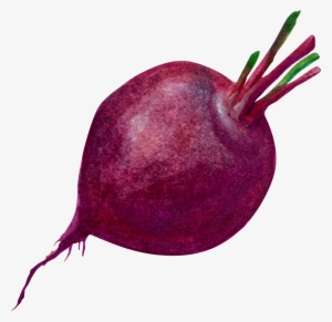 Purple Common Beet Transprent - Purple Beet