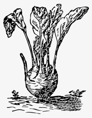 A Turnip - Kohlrabi Drawing