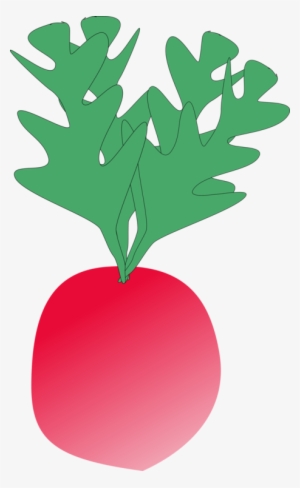 Radish Vegetable Turnip Food Thumbnail - Radish Clip Art