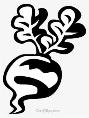 Turnip Royalty Free Vector Clip Art Illustration - Flannery O'connor
