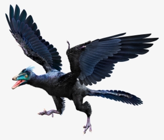 Archaeopteryx Hmie72 - Archaeopteryx Archeopteryx