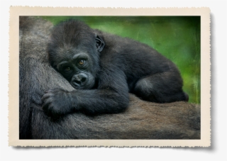 Sleeping-gorilla