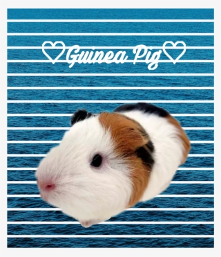 Guinea Pig