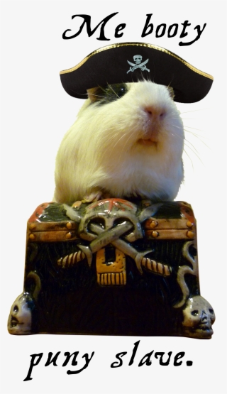 Guinea Pig Spock Showing Off His Booty - General Guinea Pig