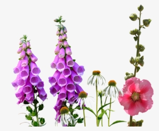 Larkspur, Wildflowers, Meadow - Flower