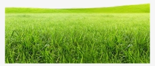 Meadow Clipart Campo - Campo Grass Png