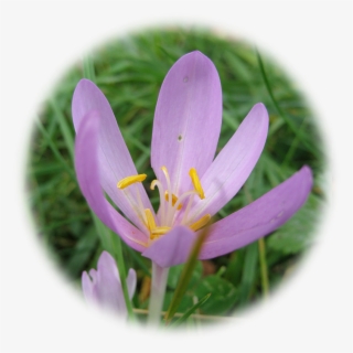 Saffron Flower Png