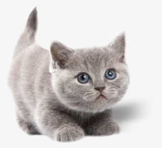 Gatoadmin2018 07 23t16 - Grey Cute Cats With Blue Eyes