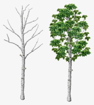 Birch Please - Pond Pine