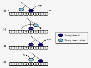 The Plus And Minus Signs Denote The Polarity Of Microtubule - Diagram