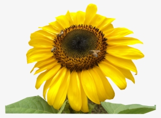 Girasol Abejas - Sunflower
