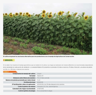 Regreso A Publicaciones - Plantation