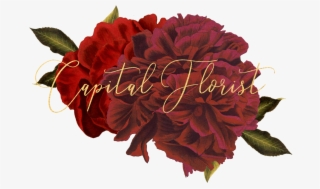 Diy Wedding Flower Tips Transparent Background - Hybrid Tea Rose