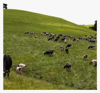 Burra Foods Pure Source Dairy Australia's Best Milk - Grazing