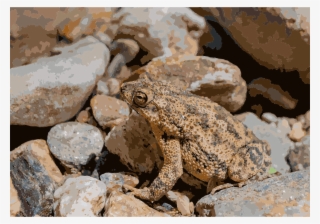 This Free Icons Png Design Of Bufo Marinus In Venezuela