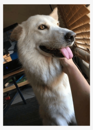 Photo Of Liberty Bell - Labrador Husky