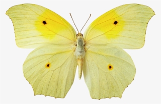 Yellow Butterfly Hd Wallpaper - Yellow Butterfly Png File