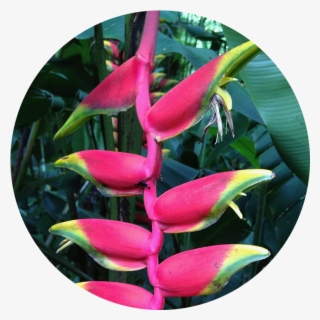 Acupuncture & Om - Heliconia