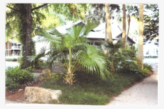 Sabal Minor