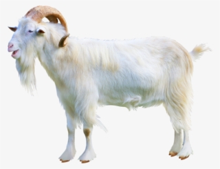 Goat Download Transparent Png Image - Bouc Png