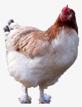 769 X 750 9 - Chicken Sitting Png