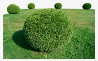 Shrub Installation - Topiary