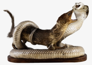 Pin By Swanky Monkey On Desirable Goods - Mongoose Png