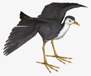 White-breasted Waterhen - White Breasted Waterhen Png