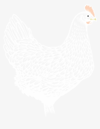 Image Of Chicken - Rooster