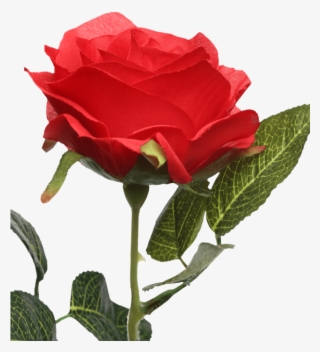 Single Rose Stem Red - Floribunda