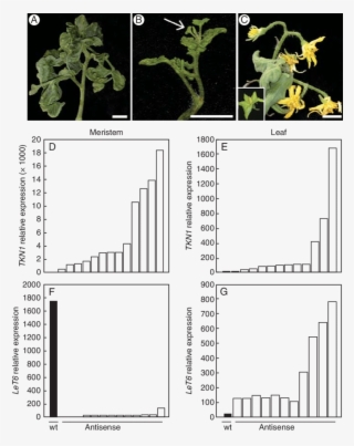 Knotted Leaves, (b, Arrow) An Ectopic Shoot On The - Flower