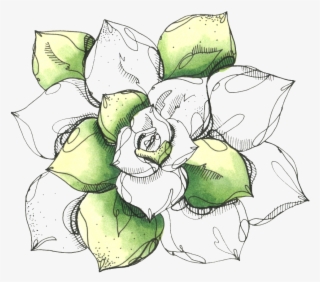 Hand Painted Lotus Png - Flower