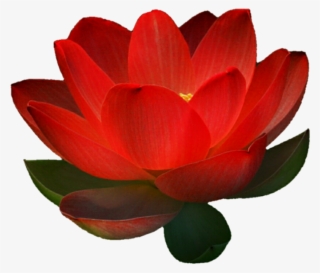 Lotus Red - Sacred Lotus
