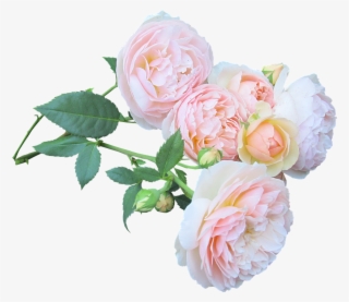 Rose, Flower, Bouquet, Love, Floral - Rose