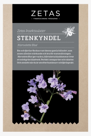 Zetas Stenkyndel 'marvelette Blue' - Luktärt Zeta