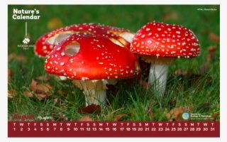 Use Our Fly Agaric Desktop Wallpaper During August - Things Found In Woodlands
