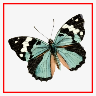 Brown And Blue Transparent Butterfly Clipart - Torre Eiffel Con Mariposa