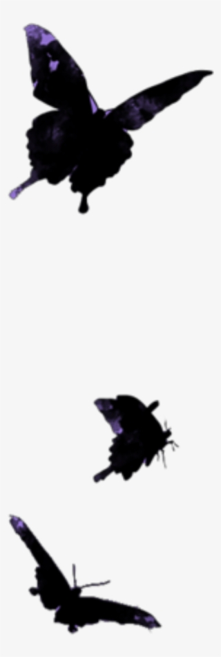 Mq Butterflys Black Butterfly Flying Png Png Flying - Flight