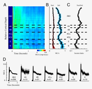 Dynamics Of Mua Plotted As A Function Of Cortical Depth - Diagram