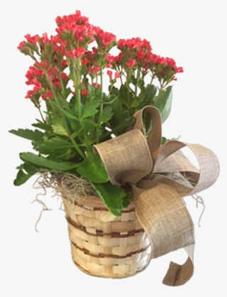 Kalanchoe In A Basket - Bouquet