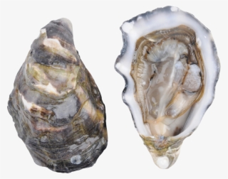 Oysters Png - Pacific Oyster Png