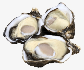Single Seed Oysters - Tiostrea Chilensis