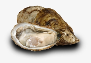 Also Called The Atlantic Oyster, Crassostrea Virginica - Tiostrea Chilensis