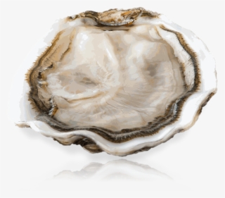 Gamme Grand Cru Marnostra - Tiostrea Chilensis
