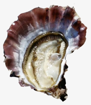 Tarbouriech Pinky Oyster - Shell