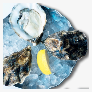 Oyster Poole Rock - Shell