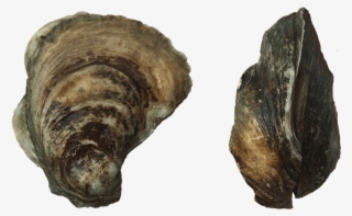 Port Royal Wild Oysters - Shell