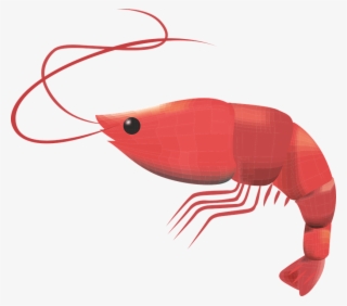 Prawn Crustacean Seafood Fresh Prawns Gourmet - Shrimp Free Vector Png